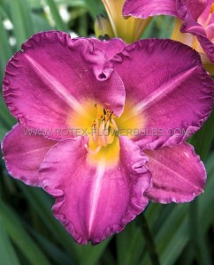 HEMEROCALLIS (DAYLILY) SPP. ‘ENTRAPMENT‘ I (25 P.BAG)