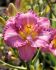 HEMEROCALLIS DAYLILY SPP. ENTRAPMENT I 25 P.BAG