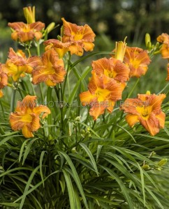 HEMEROCALLIS (DAYLILY) SPP. EVERYDAYLILY ‘BRONZE‘ I (25 P.BAG)