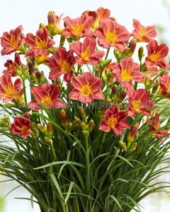 HEMEROCALLIS (DAYLILY) SPP. EVERYDAYLILY ‘RED‘ I (25 P.BAG)