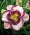 HEMEROCALLIS DAYLILY SPP. EXOTIC TREASURE I 25 P.BAG