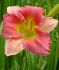 HEMEROCALLIS DAYLILY SPP. FINAL TOUCH I 25 P.BAG