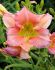 HEMEROCALLIS DAYLILY SPP. FINAL TOUCH I 25 P.BAG