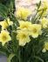 HEMEROCALLIS DAYLILY SPP. FRAGRANT RETURNS I 25 P.BAG