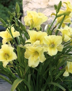 HEMEROCALLIS (DAYLILY) SPP. ‘FRAGRANT RETURNS‘ I (25 P.BAG)