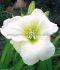 HEMEROCALLIS DAYLILY SPP. GENTLE SHEPHERD I 25 P.BAG