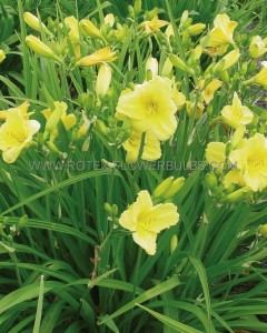 HEMEROCALLIS (DAYLILY) SPP. ‘HAPPY RETURNS‘ I (25 P.BAG)