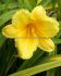 HEMEROCALLIS DAYLILY SPP. HAPPY RETURNS I 25 P.BAG