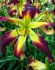 HEMEROCALLIS DAYLILY SPP. HELIX I 25 P.BAG