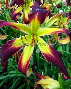 HEMEROCALLIS (DAYLILY) SPP. ‘HELIX‘ I (25 P.BAG)