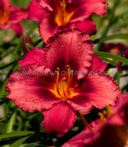 HEMEROCALLIS (DAYLILY) SPP. ‘JAZZ DANCE‘ I (25 P.BAG)