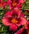 HEMEROCALLIS DAYLILY SPP. JAZZ DANCE I 25 P.BAG