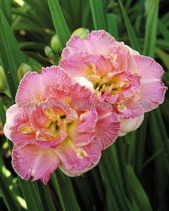 HEMEROCALLIS (DAYLILY) SPP. ‘LACY DOILY‘ I (25 P.BAG)