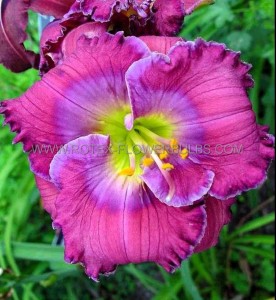 HEMEROCALLIS (DAYLILY) SPP. ‘LAVENDER BLUE BABY‘ I (25 P.BAG)