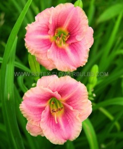 HEMEROCALLIS (DAYLILY) SPP. ‘LITTLE ANNE ROSA‘ I (25 P.BAG)