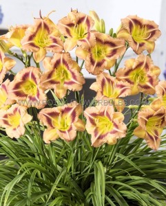 HEMEROCALLIS (DAYLILY) SPP. ‘LONDON EYE‘ I (25 P.BAG)