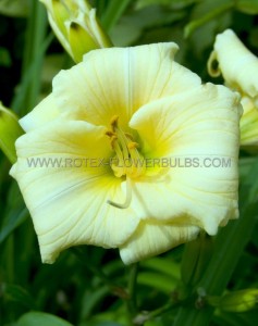 HEMEROCALLIS (DAYLILY) SPP. ‘LONGFIELDS PEARL‘ I (25 P.BAG)