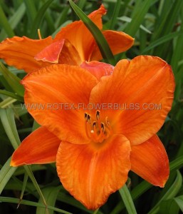 HEMEROCALLIS (DAYLILY) SPP. ‘MAUNA LOA‘ I (25 P.BAG)