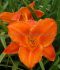 HEMEROCALLIS DAYLILY SPP. MAUNA LOA I 25 P.BAG