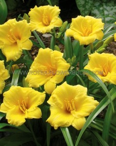 HEMEROCALLIS (DAYLILY) SPP. ‘MINI STELLA‘ I (25 P.BAG)