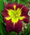 HEMEROCALLIS DAYLILY SPP. NIGHT BEACON I 25 P.BAG