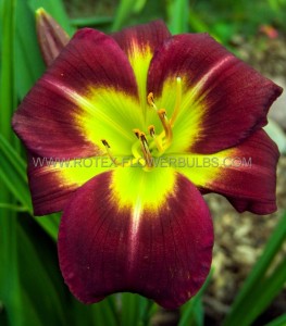 HEMEROCALLIS (DAYLILY) SPP. ‘NIGHT BEACON‘ I (25 P.BAG)