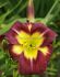 HEMEROCALLIS DAYLILY SPP. NIGHT BEACON I 25 P.BAG