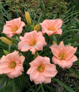 HEMEROCALLIS (DAYLILY) SPP. ‘ON AND ON‘ I (25 P.BAG)