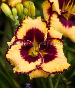 HEMEROCALLIS (DAYLILY) SPP. ‘OPEN MY EYES‘ I (25 P.BAG)