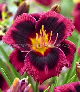 HEMEROCALLIS (DAYLILY) SPP. ‘PLUM PERFECT‘ I (25 P.BAG)