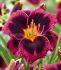 HEMEROCALLIS DAYLILY SPP. PLUM PERFECT I 25 P.BAG