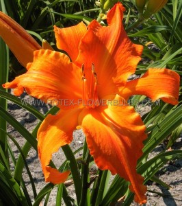 HEMEROCALLIS (DAYLILY) SPP. ‘PRIMAL SCREAM‘ I (25 P.BAG)