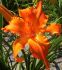 HEMEROCALLIS DAYLILY SPP. PRIMAL SCREAM I 25 P.BAG