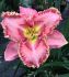 HEMEROCALLIS DAYLILY SPP. PRINCESS TUTU I 25 P.BAG