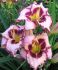 HEMEROCALLIS DAYLILY SPP. PURPLE FLAME I 25 P.BAG