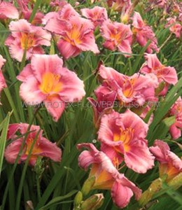 HEMEROCALLIS (DAYLILY) SPP. ‘ROSY RETURNS‘ I (25 P.BAG)