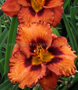 HEMEROCALLIS (DAYLILY) SPP. ‘SAN LUIS HALLOWEEN‘ I (25 P.BAG)