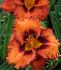 HEMEROCALLIS DAYLILY SPP. SAN LUIS HALLOWEEN I 25 P.BAG