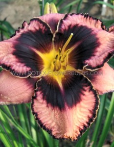 HEMEROCALLIS (DAYLILY) SPP. ‘SIMMONS OVERTURE‘ I (25 P.BAG)