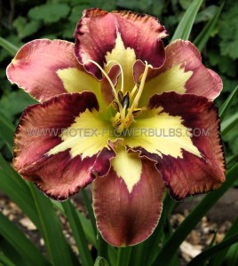 HEMEROCALLIS (DAYLILY) SPP. ‘SPACECOAST BEHAVIOUR PATTERN‘ I (25 P.BAG)