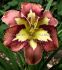 HEMEROCALLIS DAYLILY SPP. SPACECOAST BEHAVIOUR PATTERN I 25 P.BAG