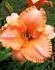 HEMEROCALLIS DAYLILY SPP. SPACECOAST EARLY BIRD I 25 P.BAG