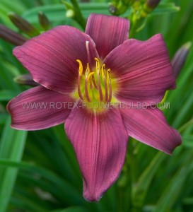 HEMEROCALLIS (DAYLILY) SPP. ‘STELLA IN PURPLE‘ I (25 P.BAG)