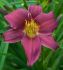 HEMEROCALLIS DAYLILY SPP. STELLA IN PURPLE I 25 P.BAG