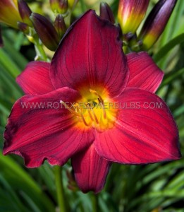 HEMEROCALLIS (DAYLILY) SPP. ‘STELLA IN RED‘ I (25 P.BAG)