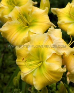 HEMEROCALLIS (DAYLILY) SPP. ‘TEQUILLA AND LIME‘ I (25 P.BAG)