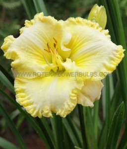 HEMEROCALLIS (DAYLILY) SPP. ‘TRENDY DESIGN‘ I (25 P.BAG)