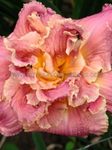 HEMEROCALLIS (DAYLILY) SPP. ‘VENETIAN FRINGE‘ I (25 P.BAG)