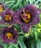 HEMEROCALLIS DAYLILY SPP. VOODOO DANCER I 25 P.BAG