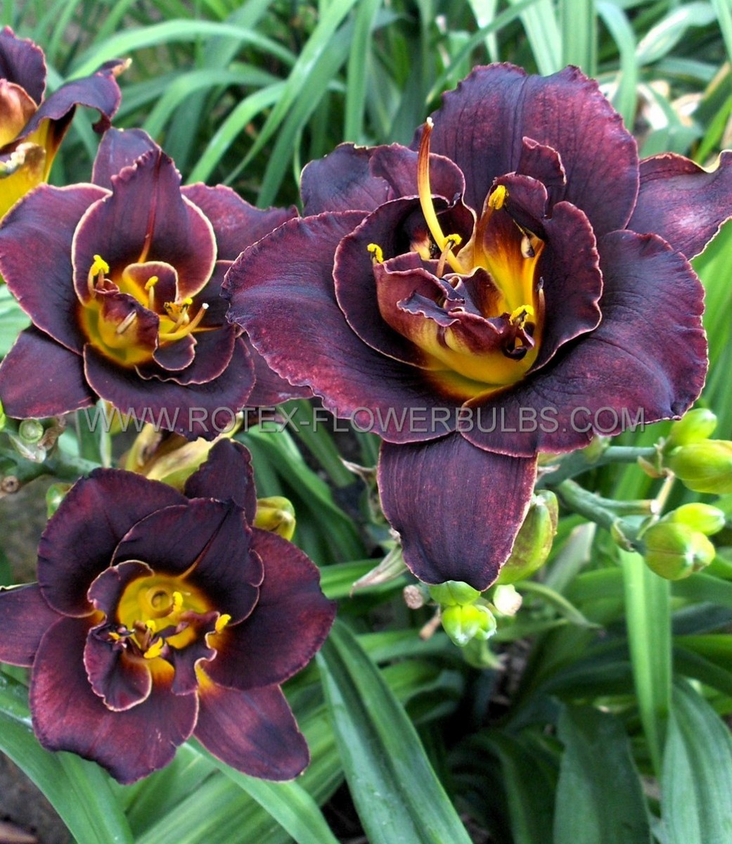 HEMEROCALLIS (DAYLILY) SPP. ‘VOODOO DANCER‘ I (25 P.BAG)